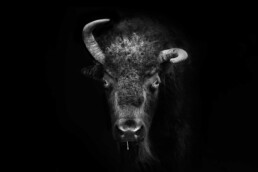 Bozeman Beautiful bison photography.